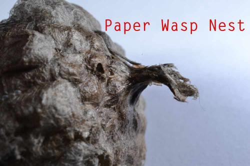 European Paper Wasps